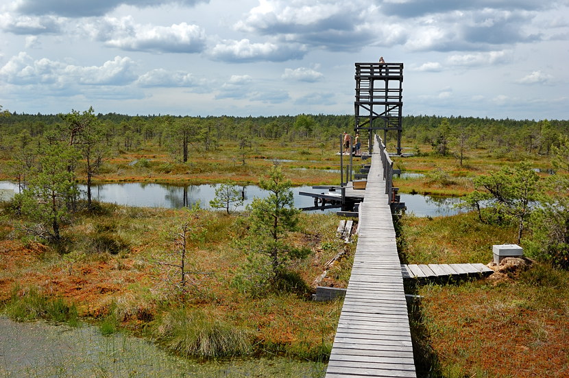 На болотах Эстонии
