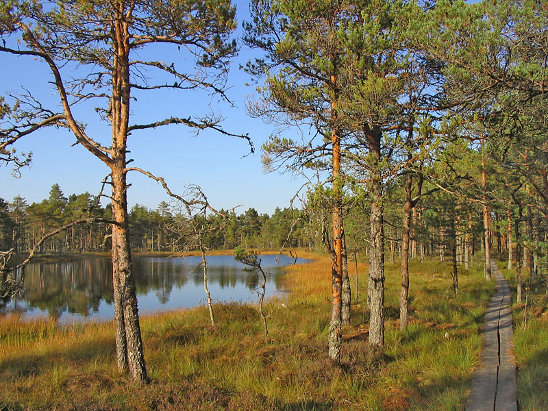 На болотах Эстонии