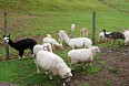 Сельскохозяйственное шоу Agrodome. Кормление животных - овечки, страусы, альпаки