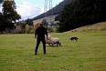 Сельскохозяйственное шоу Agrodome. Овчарка помогает пасти овец