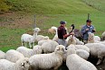 Сельскохозяйственное шоу Agrodome. Кормление животных - овечки, страусы, альпаки
