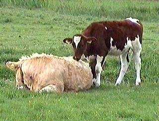 Упитанные голландские коровы